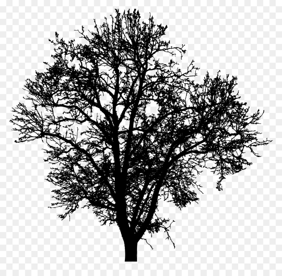 Twig Silhouette Tree Photography Drawing - Silhouette png download - 1000*958 - Free Transparent Twig png Download.