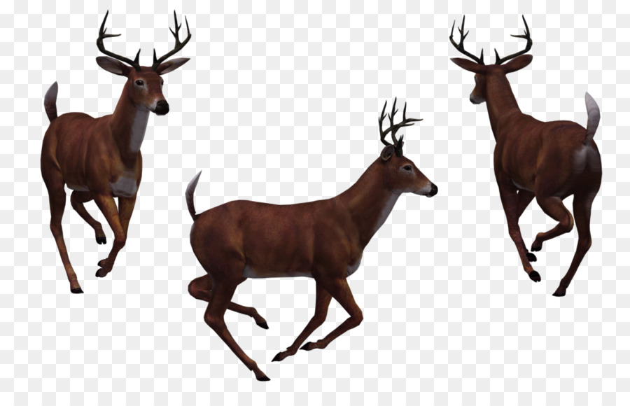 White-tailed deer DeviantArt Clip art - deers png download - 1024*645 - Free Transparent Deer png Download.