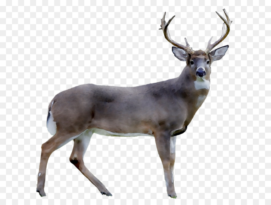 Reindeer White-tailed deer Royalty-free Stock photography -  png download - 2259*1694 - Free Transparent Reindeer png Download.