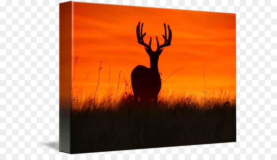 White-tailed deer Antler Elk Mule deer - deer png download - 650*506 - Free Transparent Deer png Download.