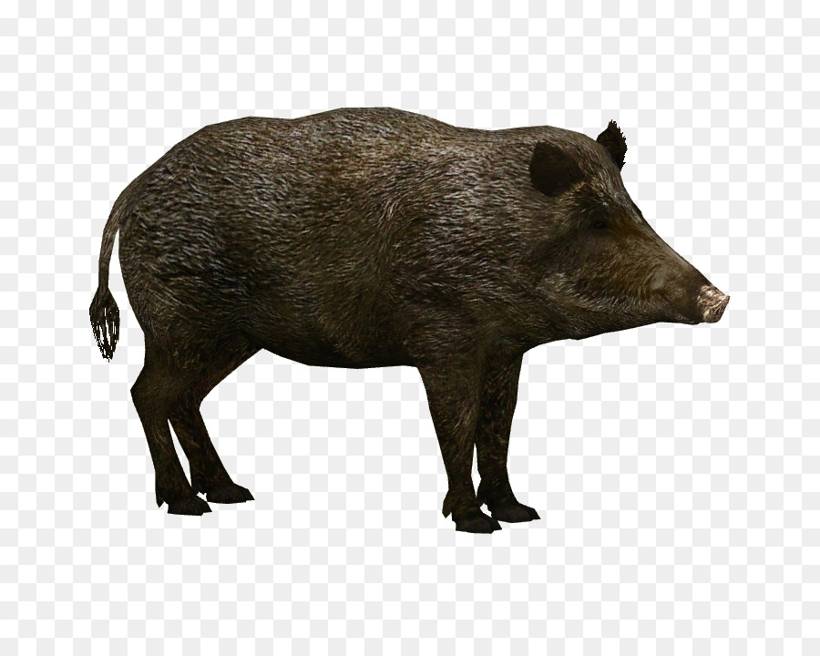Wild boar Wildlife Clip art - wild and free png download - 704*704 - Free Transparent Wild Boar png Download.
