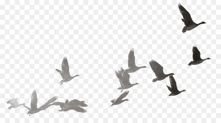 Swan goose Bird Bailu Wild-goose Fly to the South - Dayan South flying decorative patterns png download - 1696*908 - Free Transparent Swan Goose png Download.