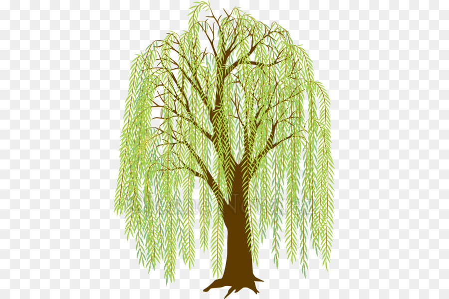 Weeping willow Drawing Clip art Tree Image - creeper hang on road floral png download - 444*600 - Free Transparent Weeping Willow png Download.