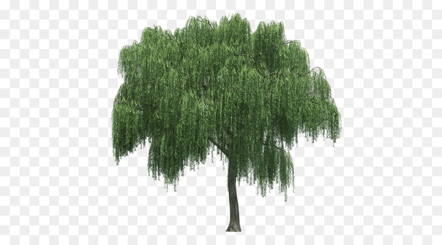 Weeping willow Tree Rendering - tree png download - 500*500 - Free Transparent Weeping Willow png Download.