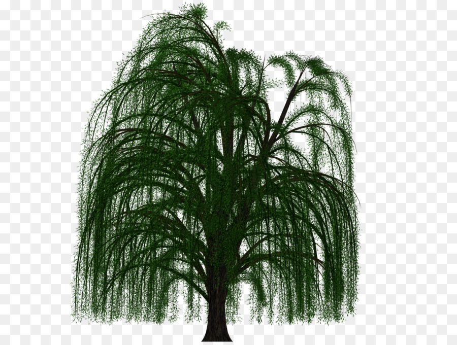 Weeping willow Tree Deciduous Branch Leaf - tree png download - 960*720 - Free Transparent Weeping Willow png Download.