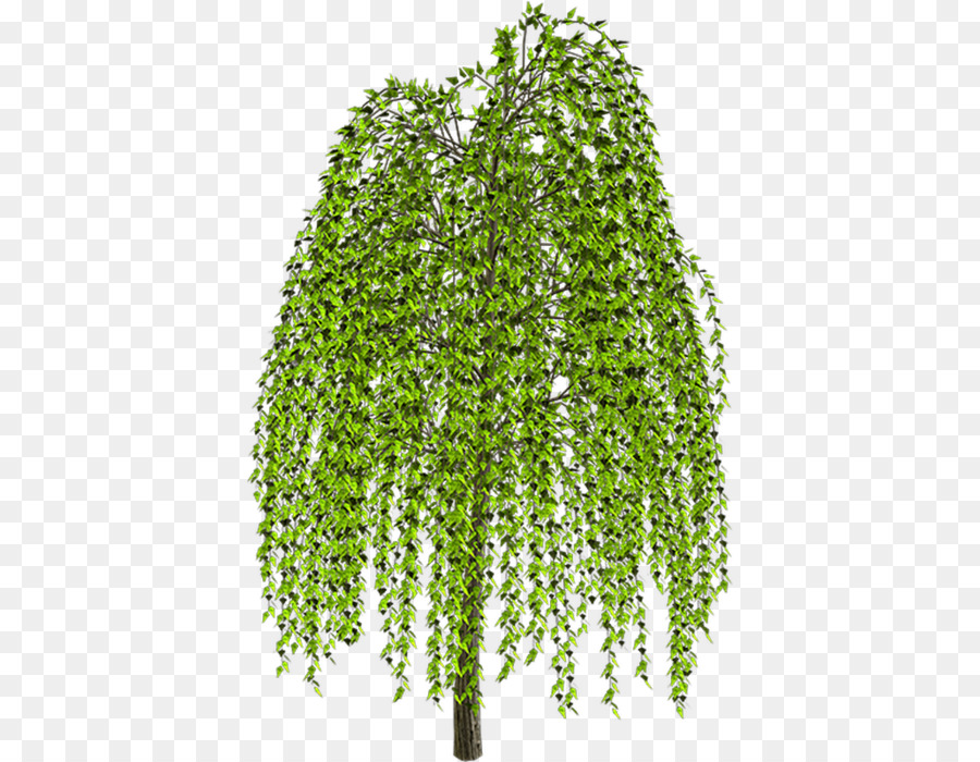 Weeping willow Tree Drawing Clip art - tree png download - 446*700 - Free Transparent Weeping Willow png Download.