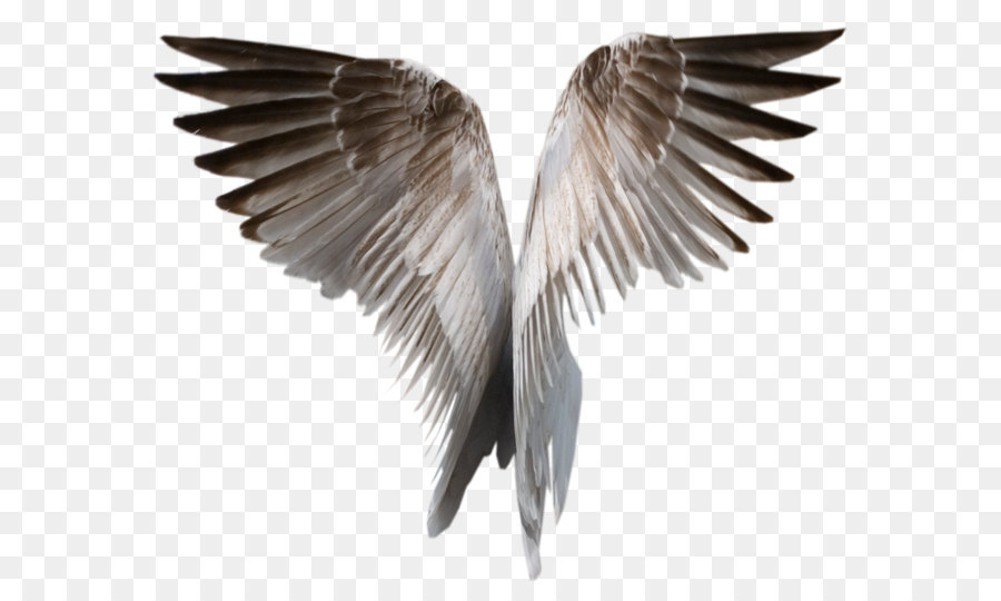 Wing Clip art - Wings PNG png download - 900*745 - Free Transparent Bird png Download.