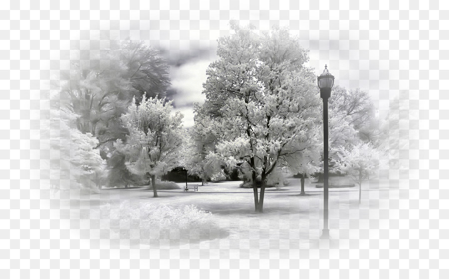 Winter Landscape Blizzard Snow Nature - winter png download - 800*547 - Free Transparent Winter png Download.