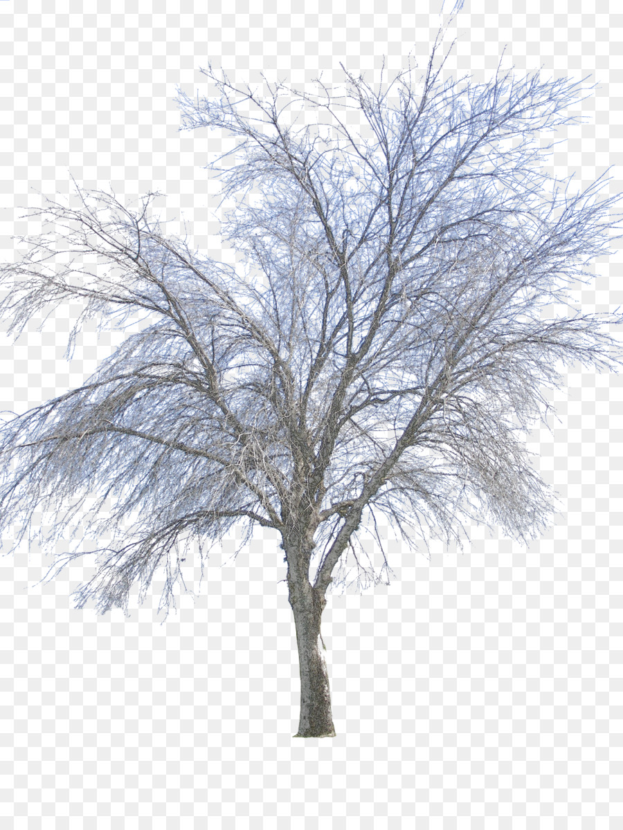 Twig Tree Winter - Vector Png Winter png download - 900*1200 - Free Transparent Twig png Download.