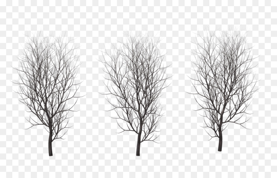 Drawing Trees Branch Plant - winter tree png download - 1024*640 - Free Transparent Tree png Download.