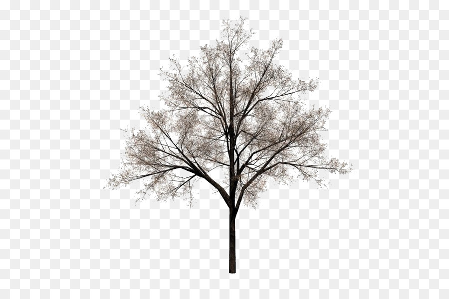Tree Stock photography - winter trees png download - 600*600 - Free Transparent Tree png Download.