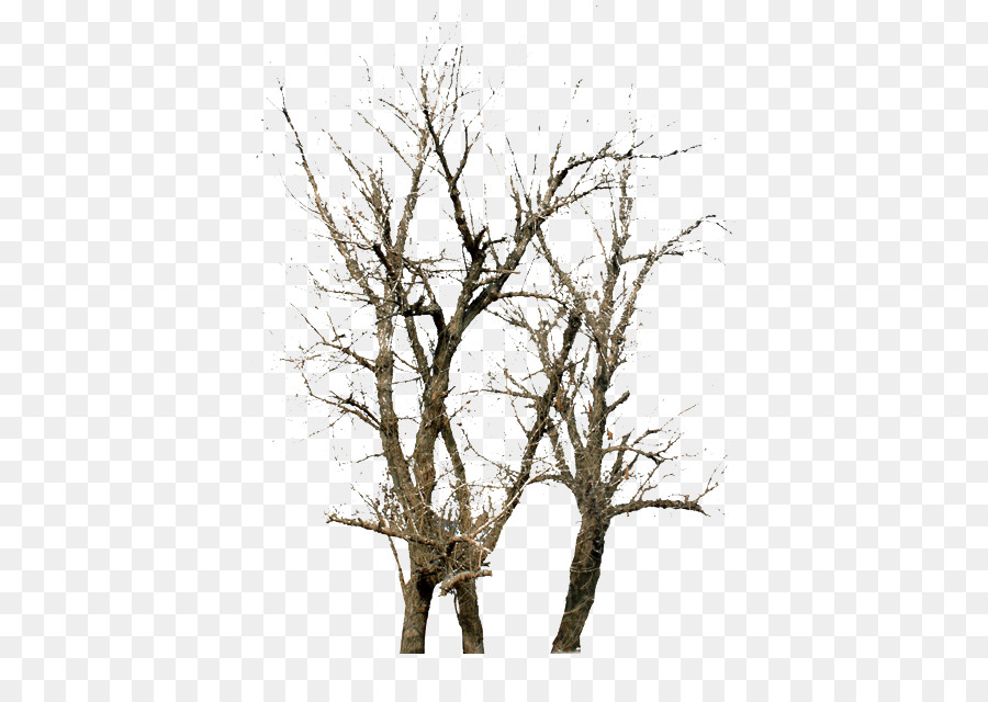 Twig Tree Winter - Trees Winter Trees png download - 708*623 - Free Transparent Twig png Download.