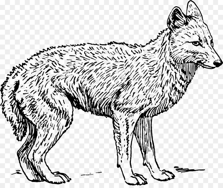 Coyote Gray wolf Black-backed jackal Coloring book - fox clipart png download - 2020*1683 - Free Transparent Coyote png Download.