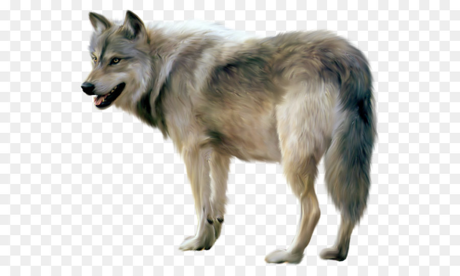 Gray wolf Clip art - Painted Wolf Clipart png download - 600*534 - Free Transparent Gray Wolf png Download.