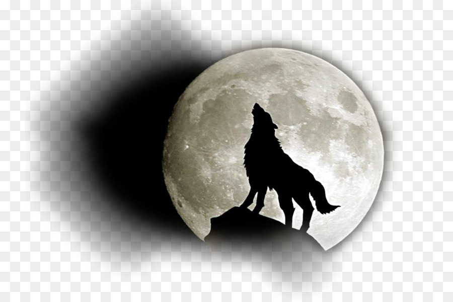 Siberian Husky Full moon Black wolf Wolfdog - moon png download - 800*600 - Free Transparent Siberian Husky png Download.