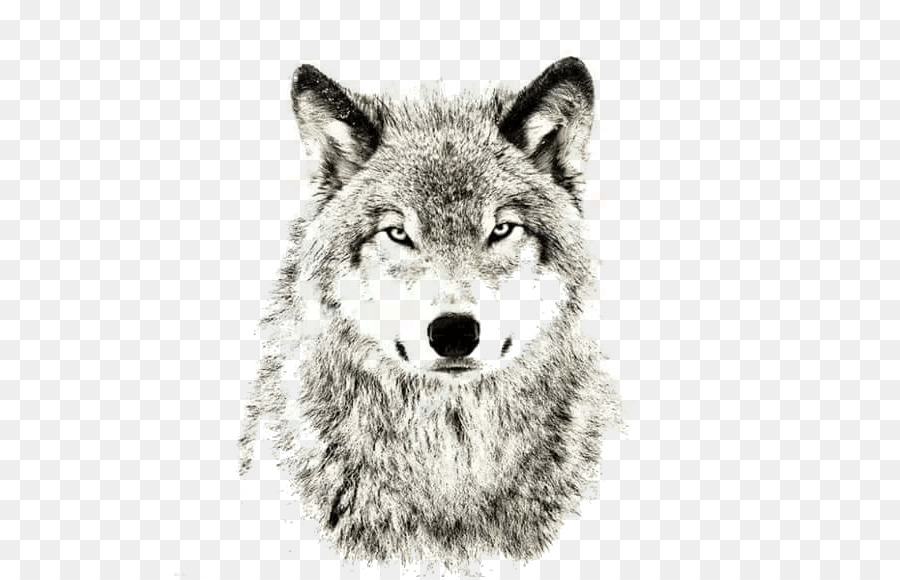 Gray wolf Sheep Sleep Lone wolf Puppy - wolf png download - 552*577 - Free Transparent Gray Wolf png Download.