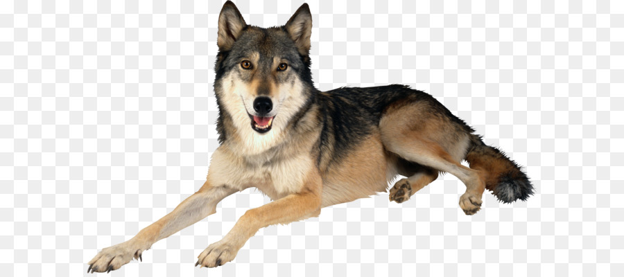Dog Clip art - wolf png image png download - 3057*1858 - Free Transparent Gray Wolf png Download.