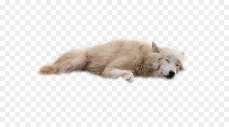 Gray wolf Clip art - Wolf PNG png download - 900*675 - Free Transparent Dog png Download.