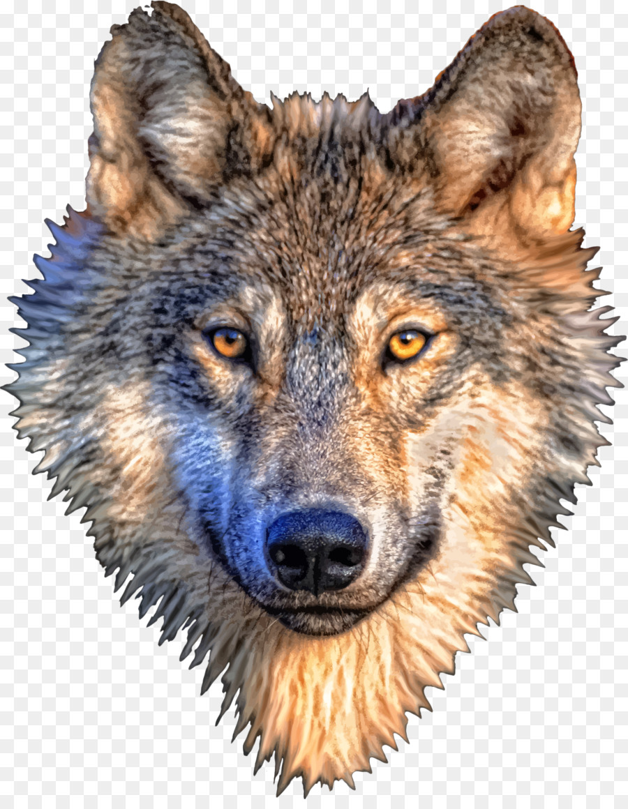 Gray wolf T-shirt - wolf png download - 1764*2246 - Free Transparent Gray Wolf png Download.
