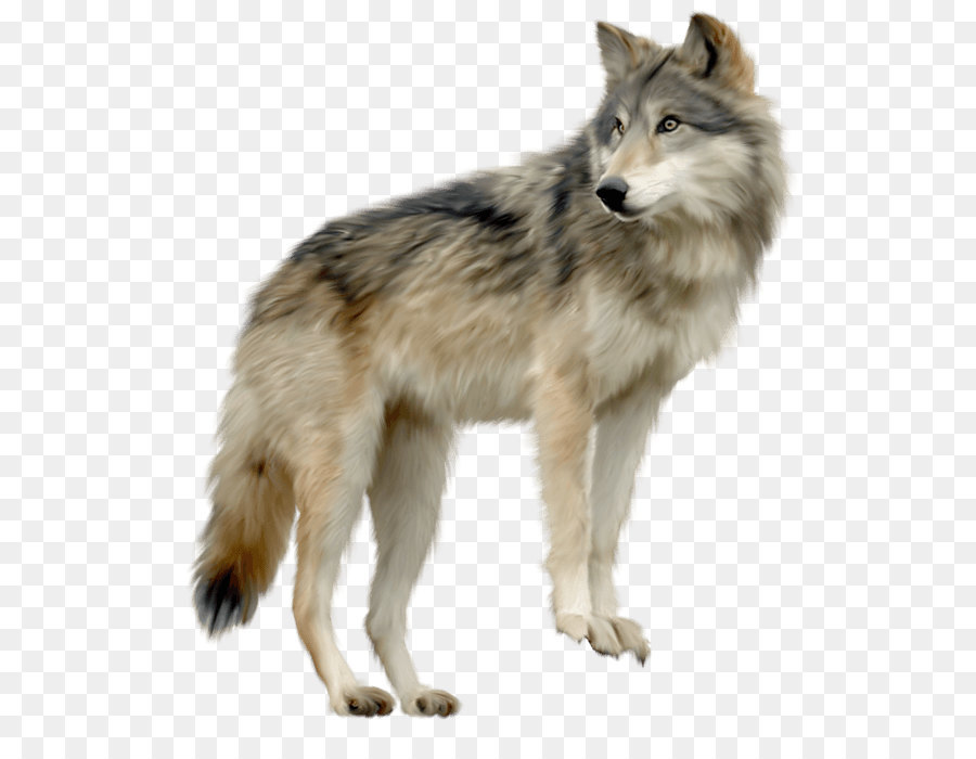 Gray wolf - Wolf Png Image Picture Download png download - 591*687 - Free Transparent Gray Wolf png Download.