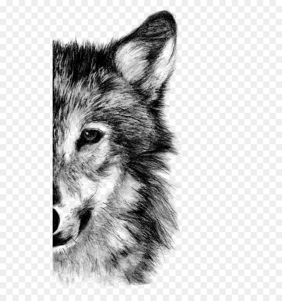 Gray wolf Drawing Pencil Sketch - Wolf png download - 564*959 - Free Transparent Arctic Wolf png Download.