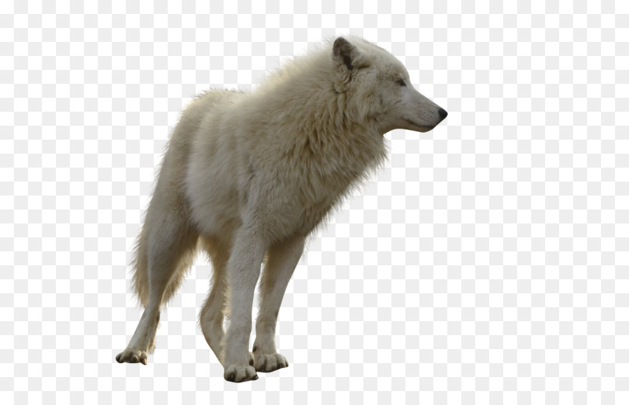 Gray wolf Clip art - wolf png download - 1024*659 - Free Transparent Gray Wolf png Download.
