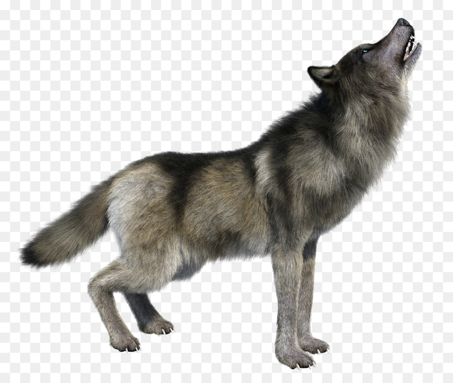 Stock photography Image Royalty-free Vector graphics Illustration - dire wolf size png download - 1067*891 - Free Transparent Stock Photography png Download.