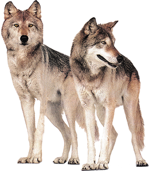 Gray wolf Wolves Hongqiao Bridge - Wolf png download - 496*571 - Free ...