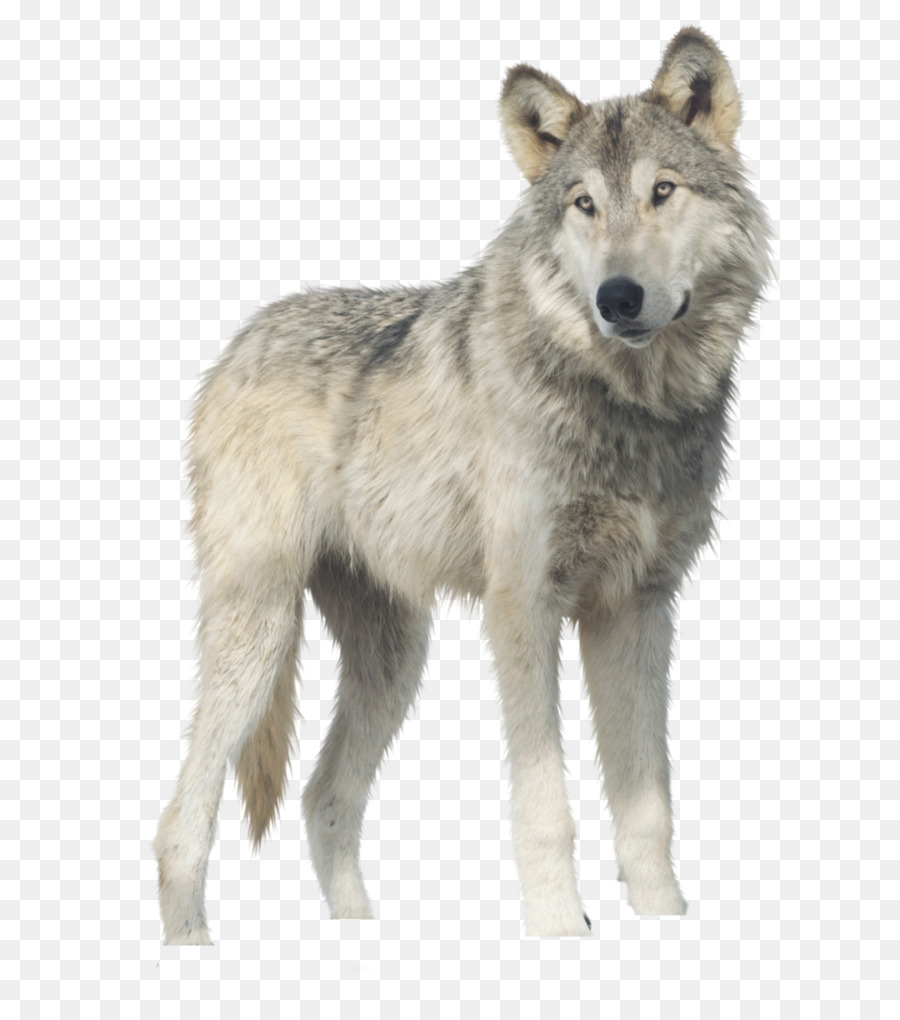 Gray wolf Clip art - white wolf png download - 792*1009 - Free Transparent Gray Wolf png Download.