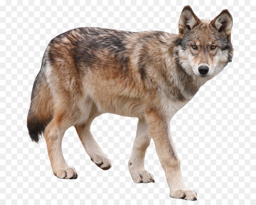 Wolf PNG Image - PurePNG  Free transparent CC0 PNG Image Library