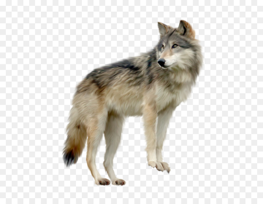Gray wolf Computer Icons Clip art - Running tiger png download - 557*700 - Free Transparent Gray Wolf png Download.