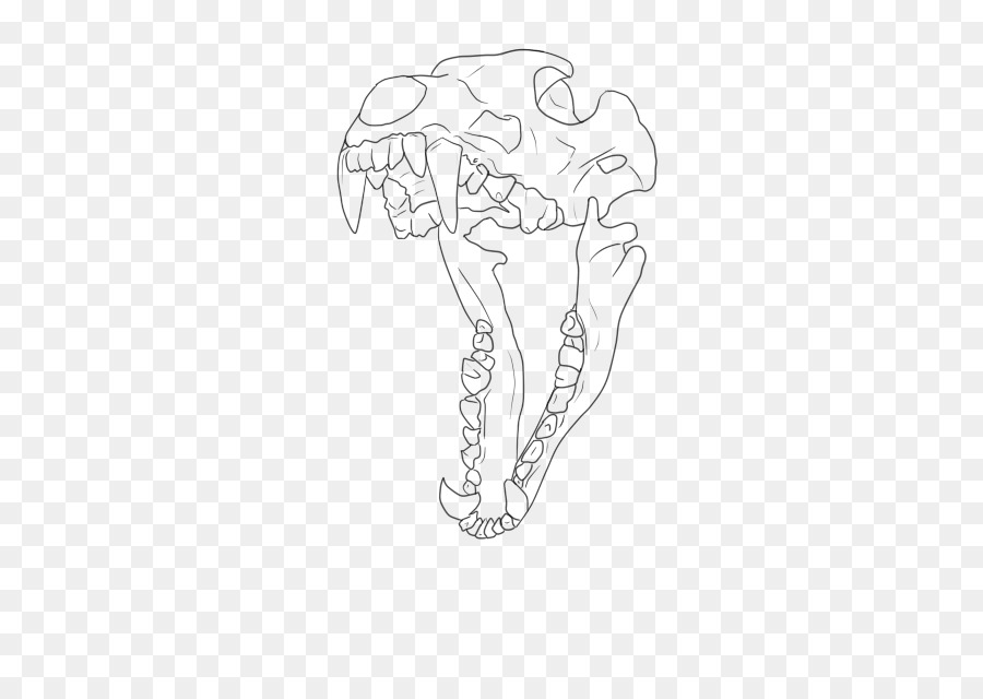 Drawing Skull Line art Dog Anatomy - Wolf skull png download - 427*640 - Free Transparent Drawing png Download.