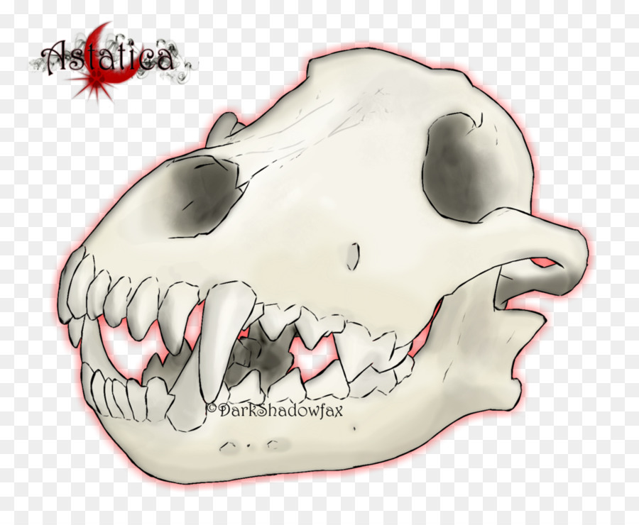 Snout Jaw Mouth Skull Cartoon - Wolf skull png download - 1024*841 - Free Transparent Snout png Download.