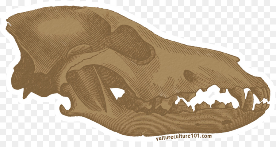 Gray wolf Skull Clip art - skull png download - 1000*519 - Free Transparent Gray Wolf png Download.
