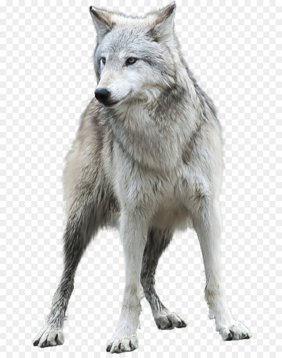 Arctic wolf Clip art - White Wolf Transparent Background PNG png ...
