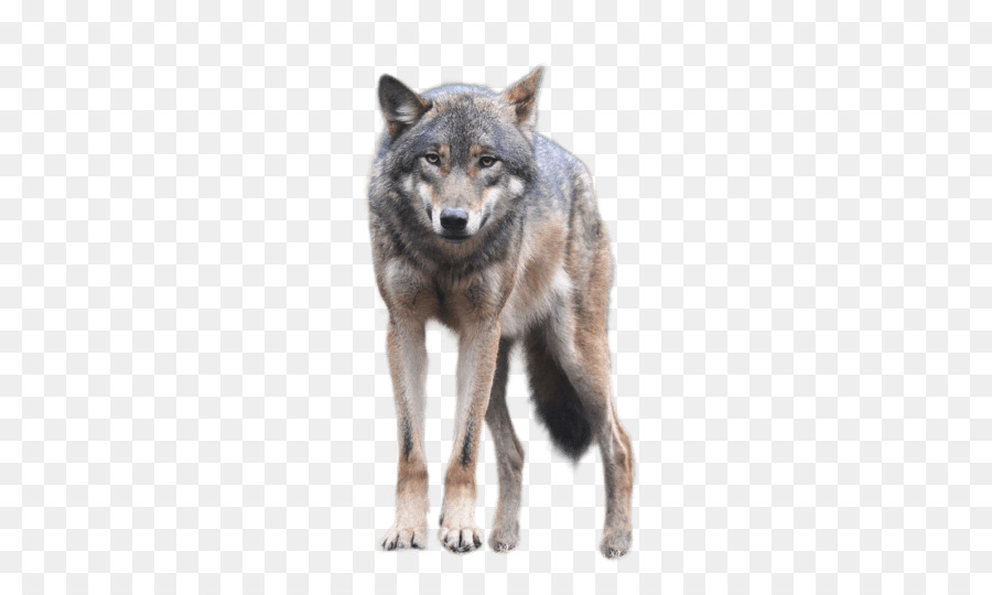 Dog Illustration - Howling wolf png download - 1920*1200 - Free ...