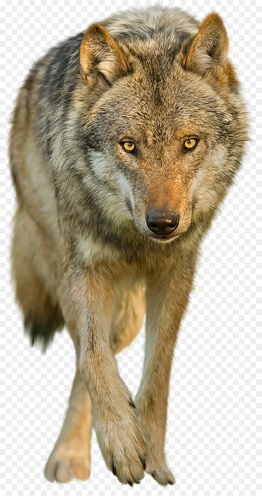 Dog Black wolf Clip art - wolf png download - 900*1689 - Free Transparent Dog png Download.