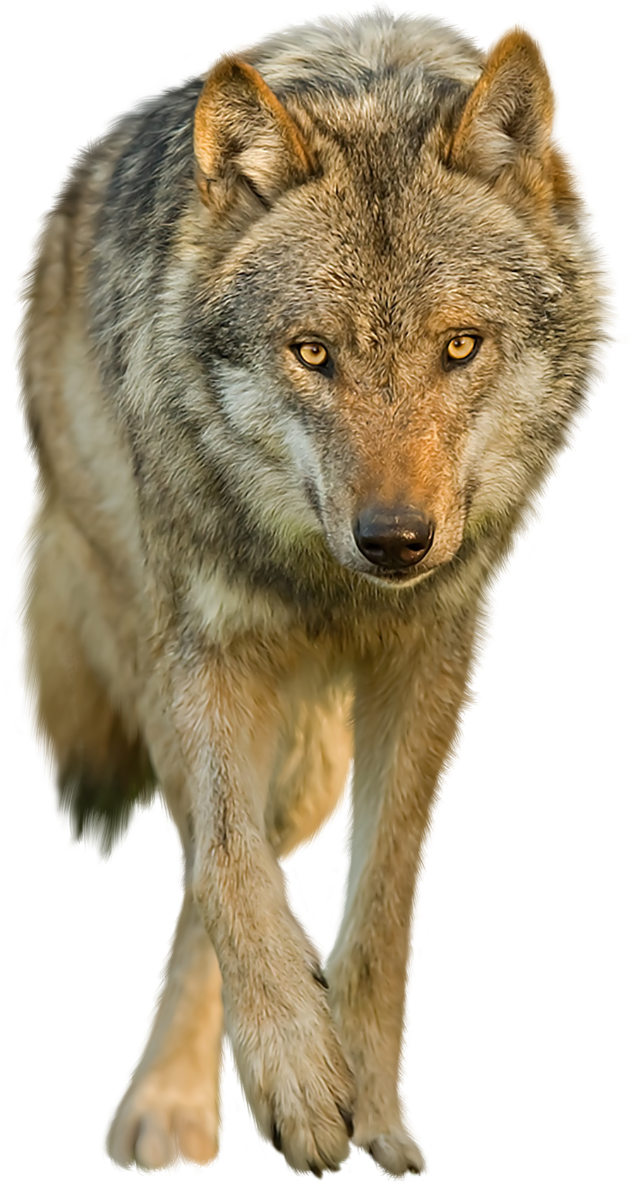 Transparent Background Wolves Png Wolf Png Image Purepng Free 17812 ...