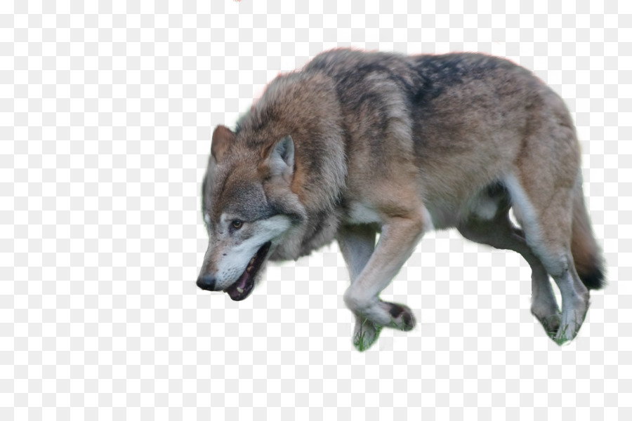 Czechoslovakian Wolfdog Kunming wolfdog Arctic wolf Coyote - wolf png download - 4912*3264 - Free Transparent Czechoslovakian Wolfdog png Download.