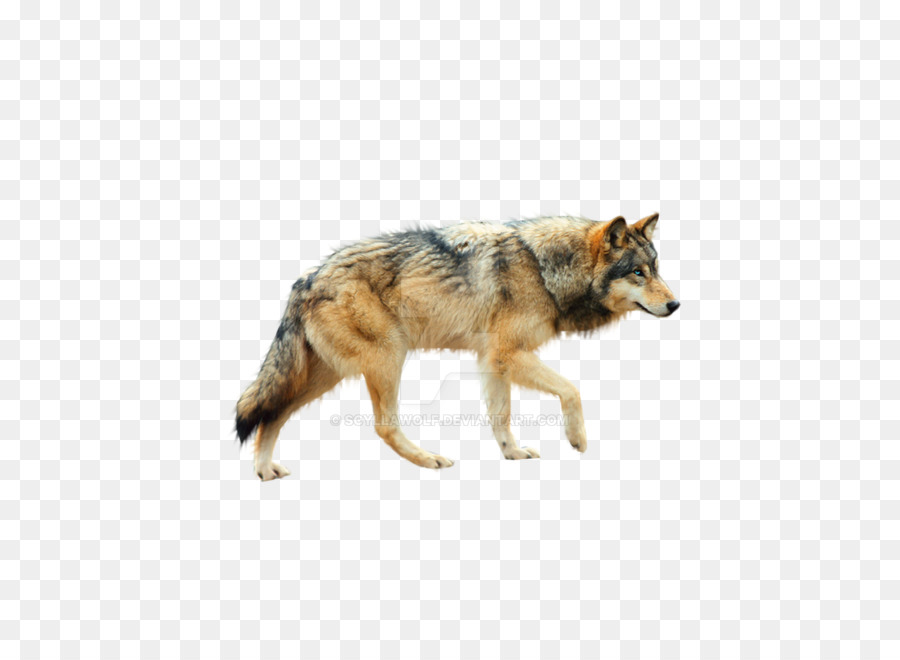 Dog Yukon wolf Arctic wolf - wolf png download - 773*712 - Free ...