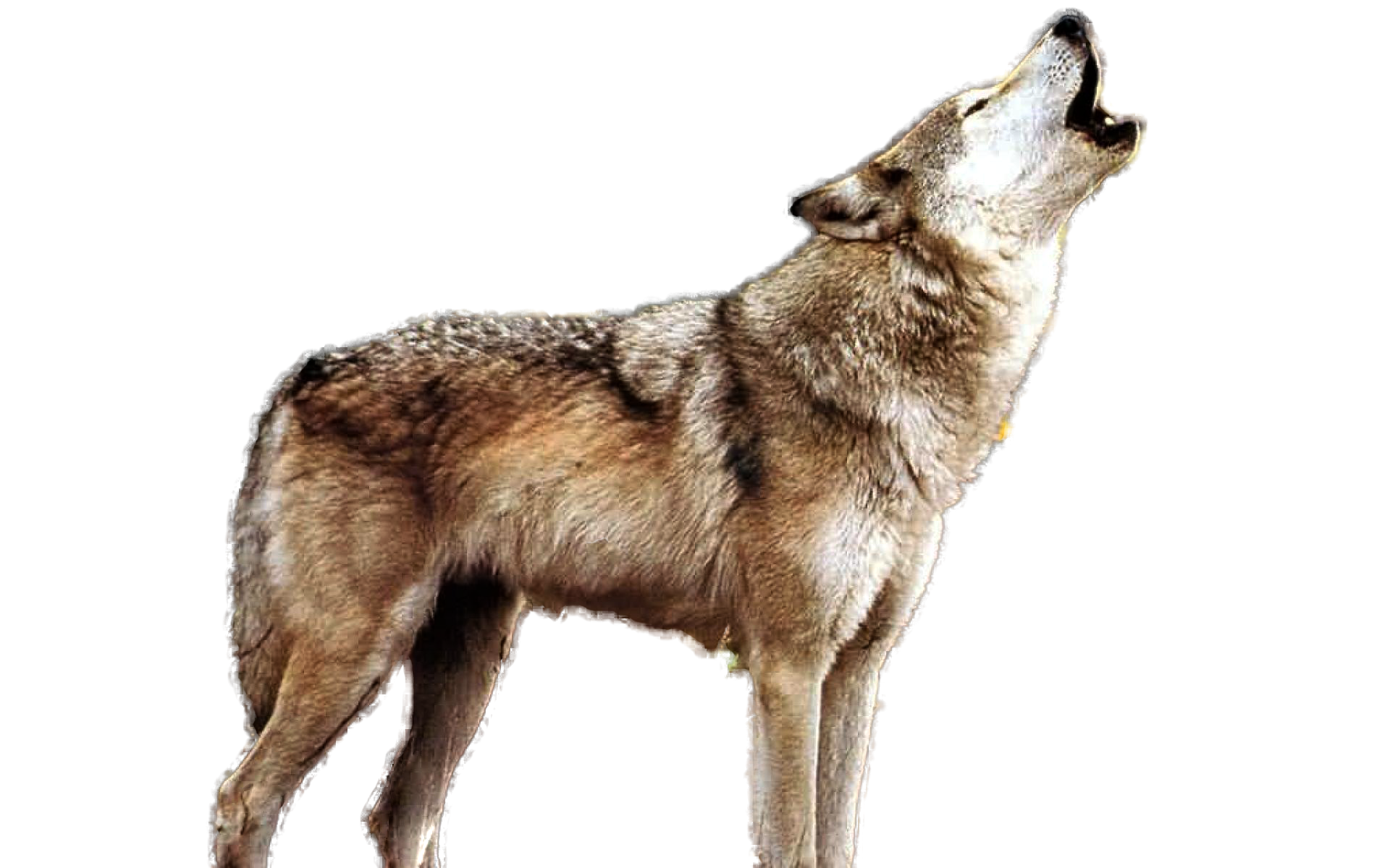 Wolf Howling Transparent Background Hd Png Download Transparent Png ...