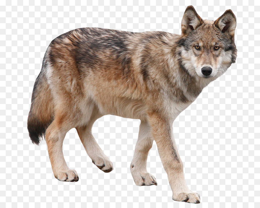 Dog Yukon wolf Arctic wolf - wolf png download - 773*712 - Free Transparent Dog png Download.