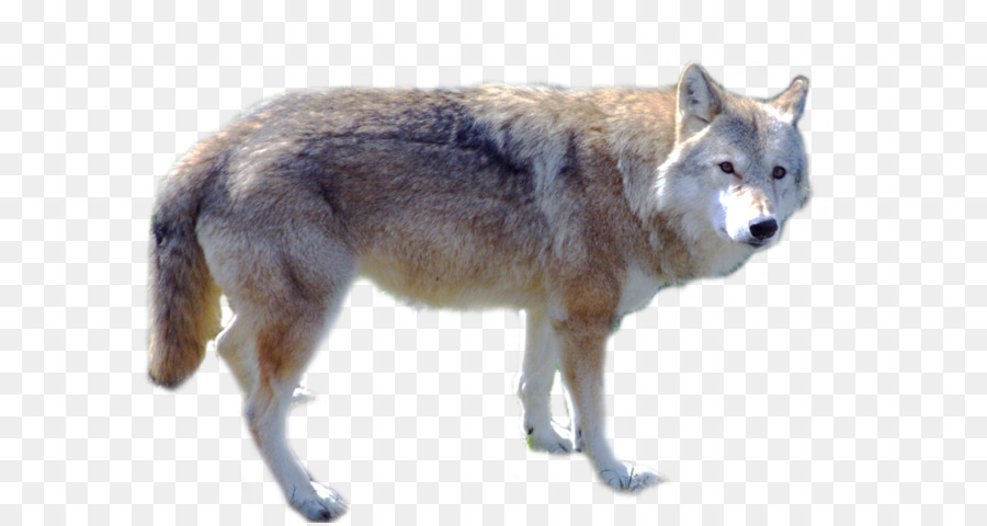 Gray wolf - Wolf PNG png download - 1024*751 - Free Transparent Dog png Download.