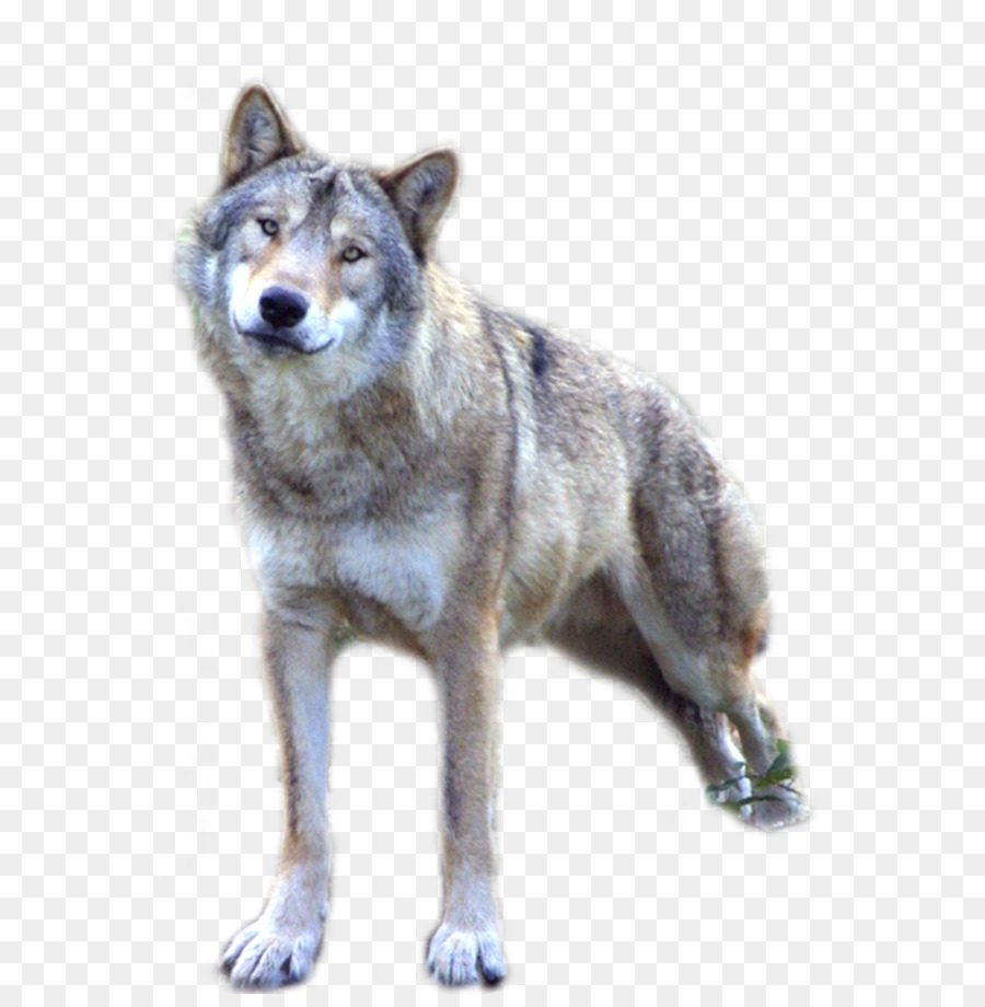 Dog Clip art - Wolf PNG png download - 756*1056 - Free Transparent Dog png Download.