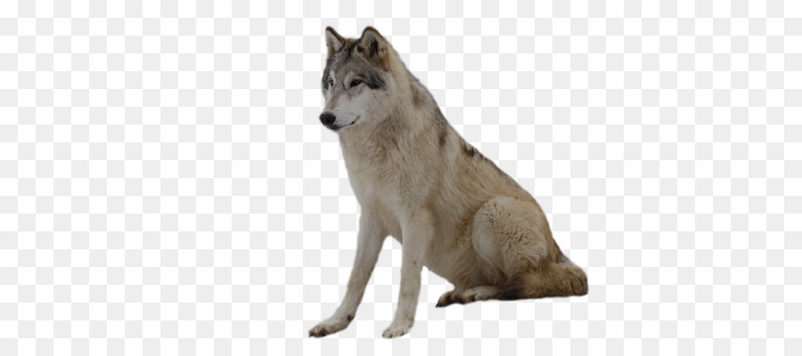 Dog Clip art - wolf png image, picture, download png download - 2560*1920 - Free Transparent Gray Wolf png Download.