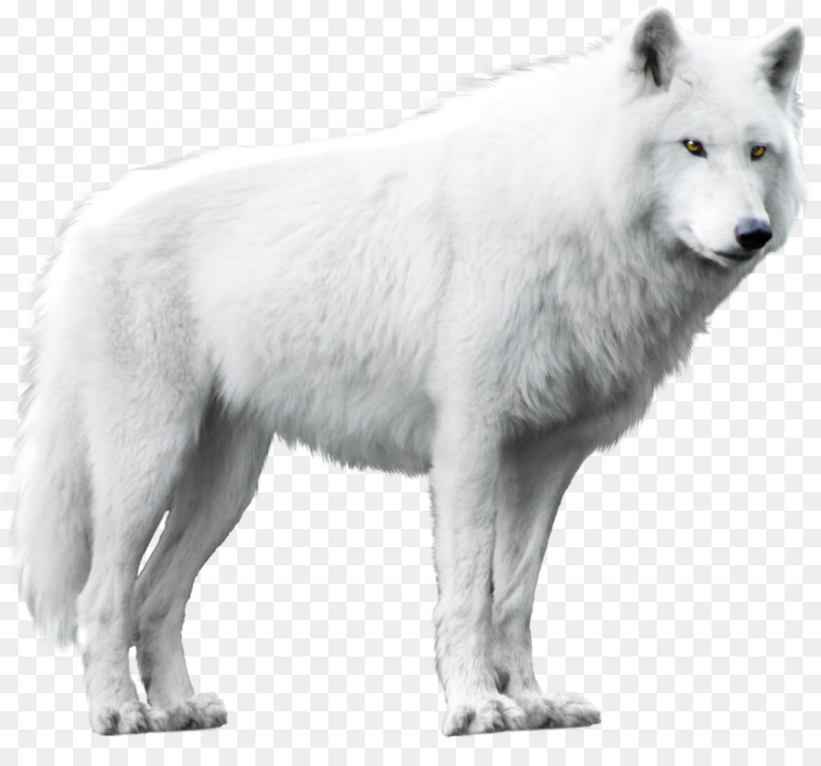 Dog Arctic wolf Alaskan tundra wolf Black wolf - wolf png download - 1024*937 - Free Transparent Dog png Download.