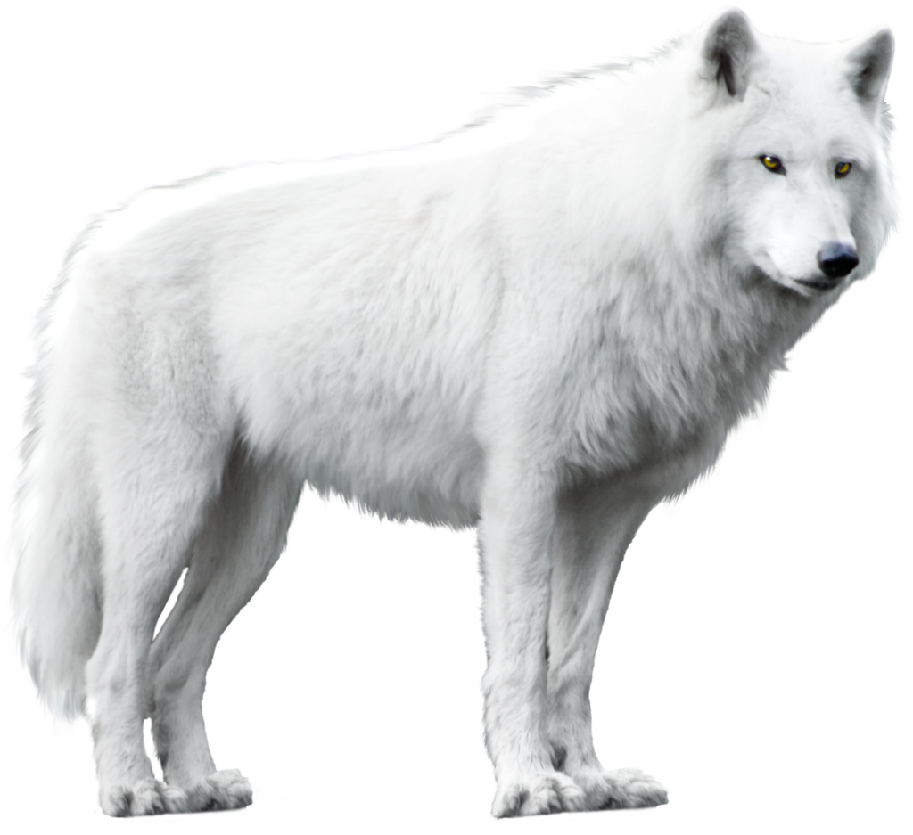 Dog Arctic wolf Alaskan tundra wolf Black wolf - wolf png download ...