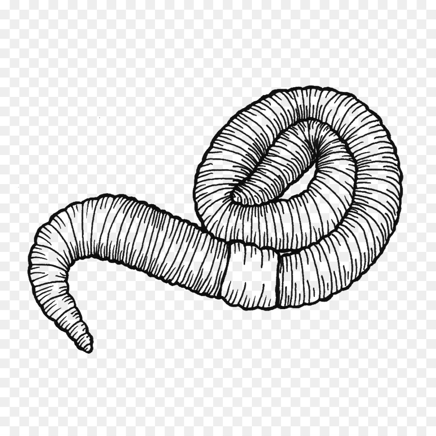 Earthworm Drawing Line art Clip art - ver de terre png download - 1000*1000 - Free Transparent Worm png Download.