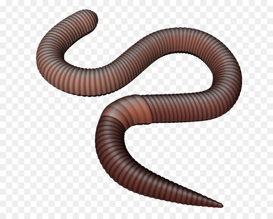 Earthworm Clip art - observe clipart png download - 820*718 - Free Transparent Worm png Download.