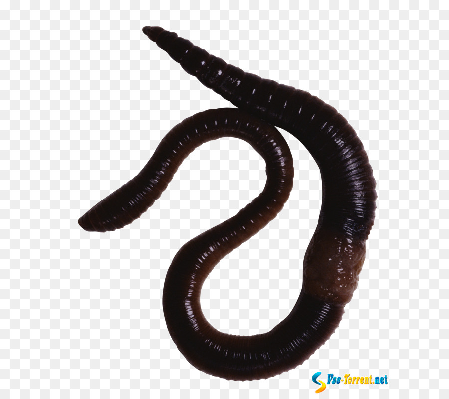 Earthworm Annelid Animal - Oligochaeta png download - 676*800 - Free Transparent Worm png Download.
